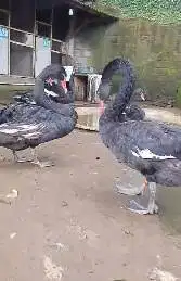 sepasang indukan unggas hitam black swan 2 tahunan koleksian exotik ok