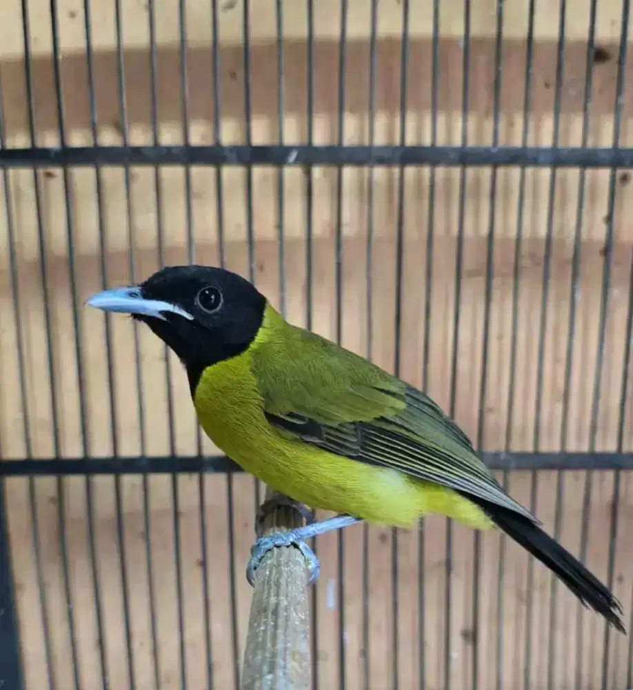 Burung samyong burung 1001 suara