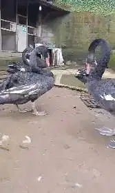 sepasang indukan unggas hitam black swan 2 tahunan koleksian exotik ok
