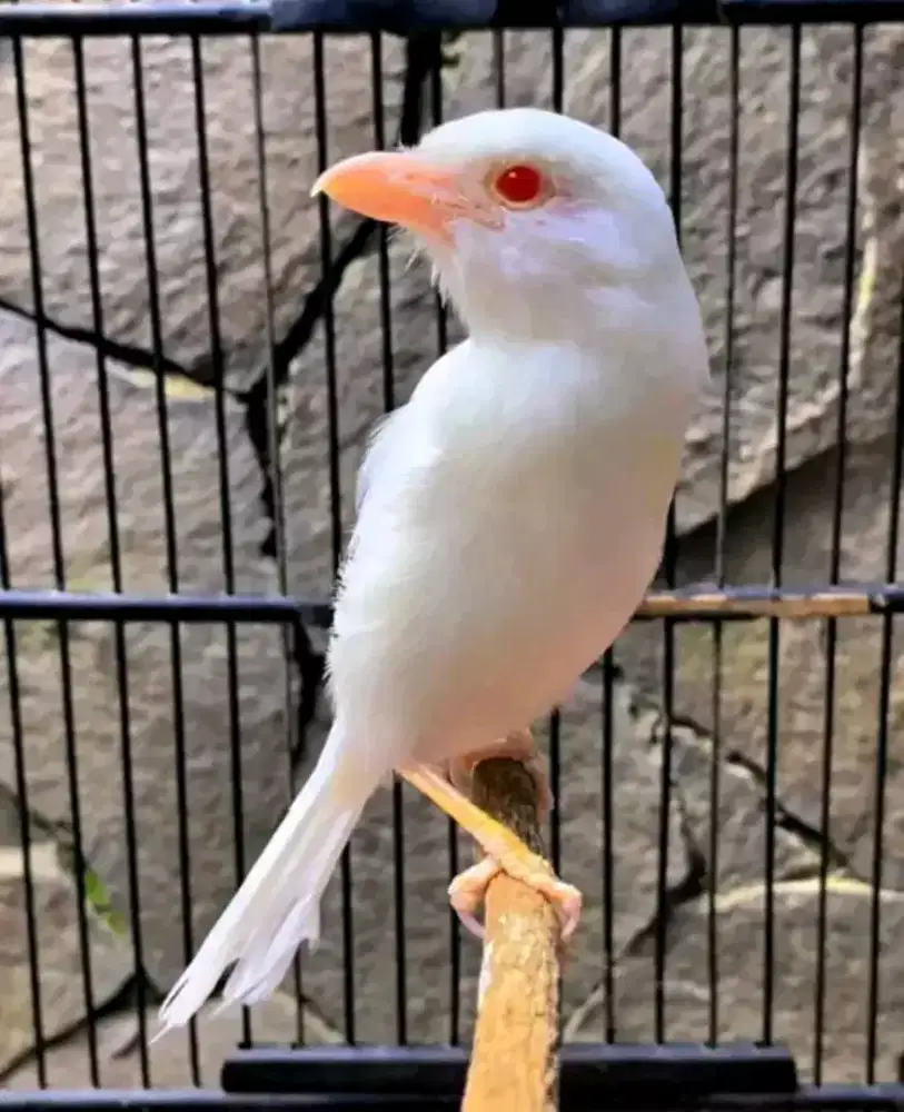 Cendet albino kolektor sultan merapat ke kios masse