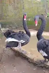 sepasang indukan unggas angsa hitam black swan 2 tahunan koleksian top
