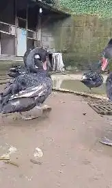 sepasang indukan unggas angsa hitam black swan 2 tahunan koleksian top