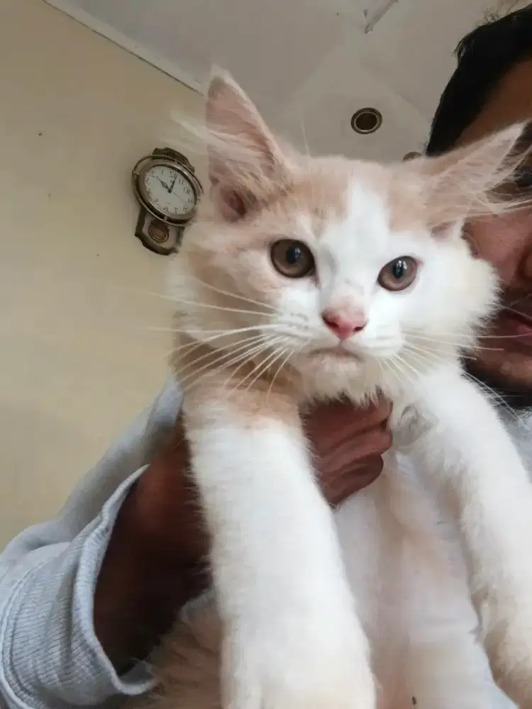 Kucing ras Himalaya x flatnose