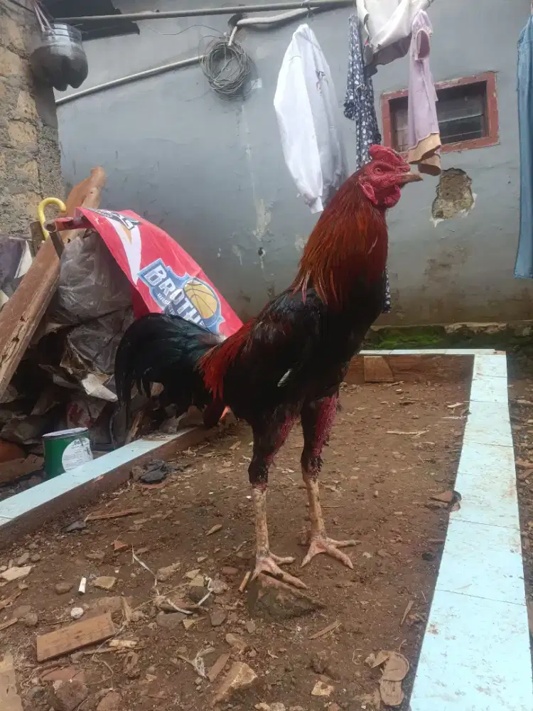 Ayam Bangkok muda 3dara