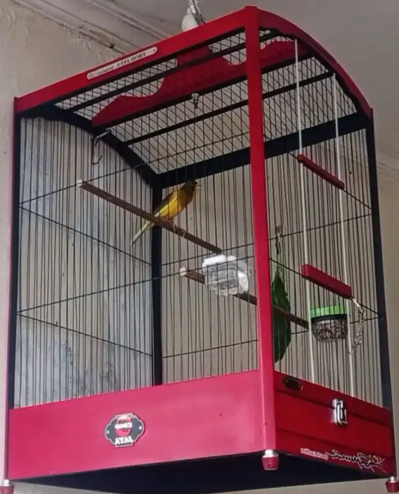 Kenari lokal gacoran durasi