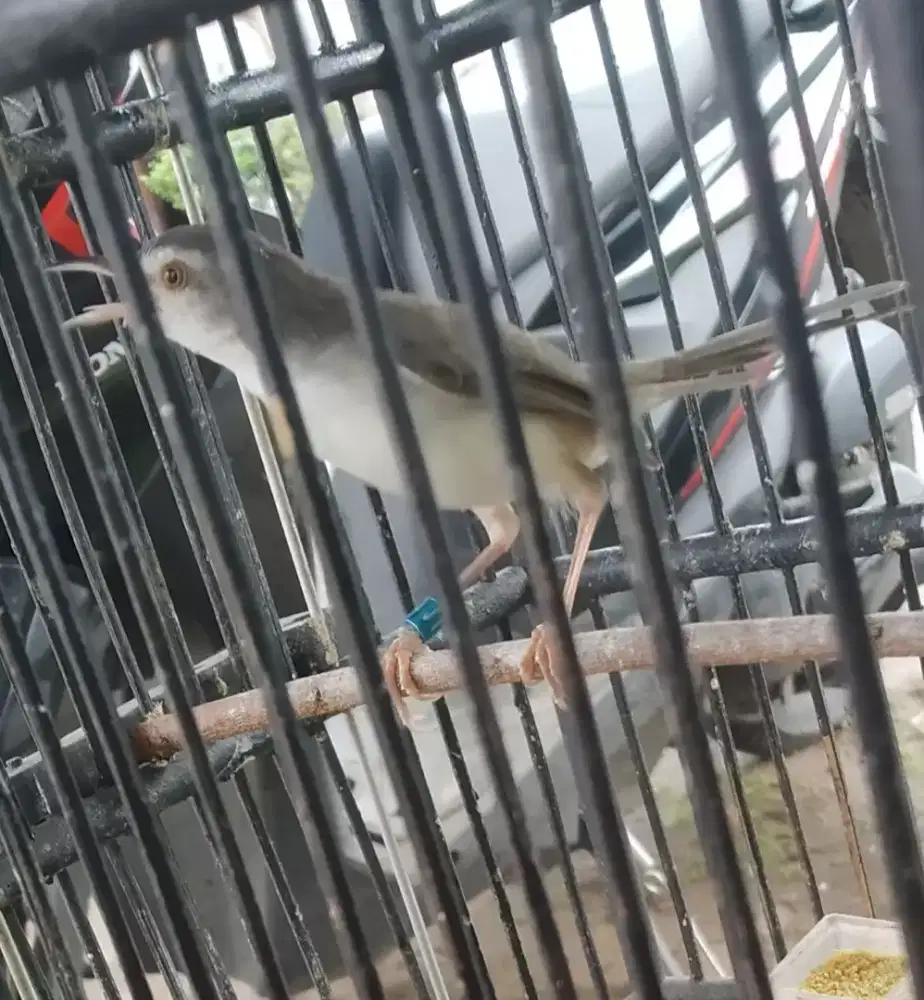 Ciblek sawah jantan muda hutan