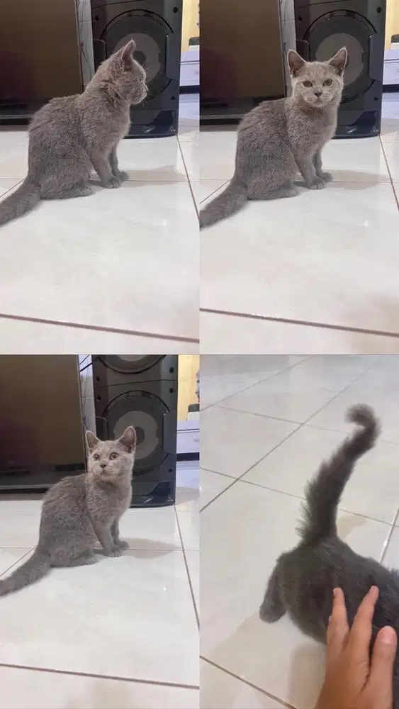 Jual kitten britishshorthair jantan