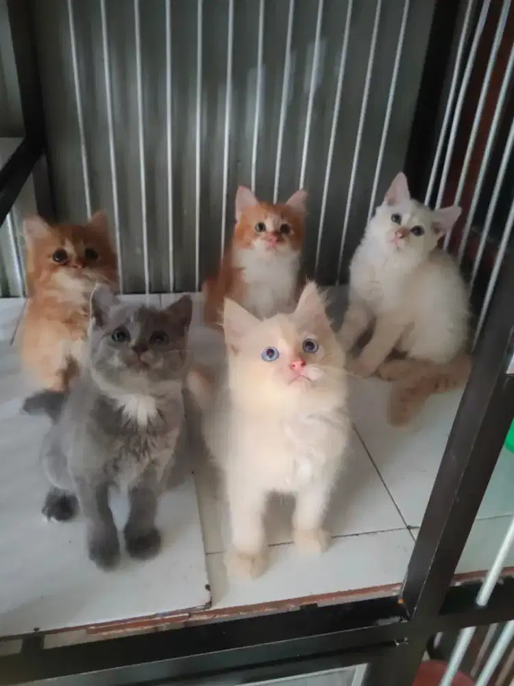 Persia jantan-betina 2,5 bulan