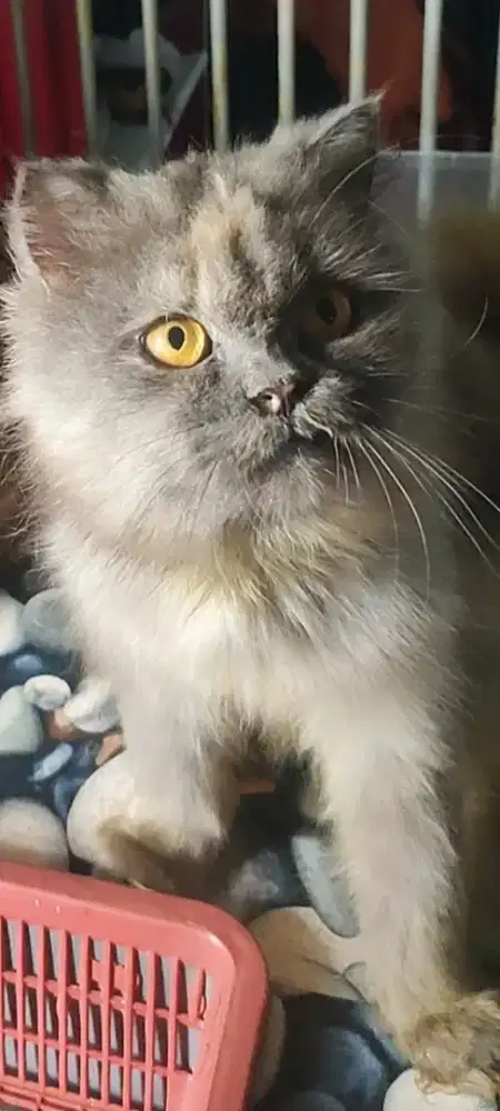 LA kucing Persia Betina dewasa proven