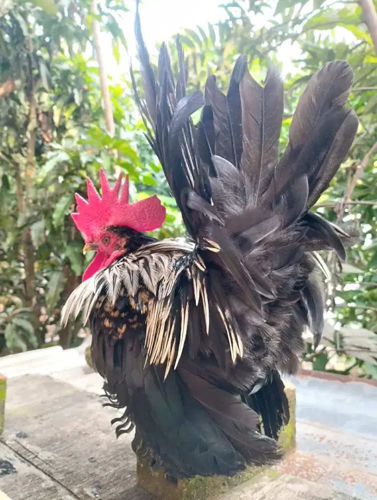 Ayam hias kate ceper ori