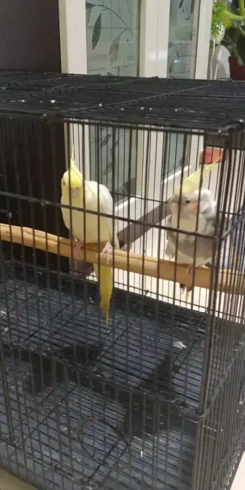 Burung Falk sepasang