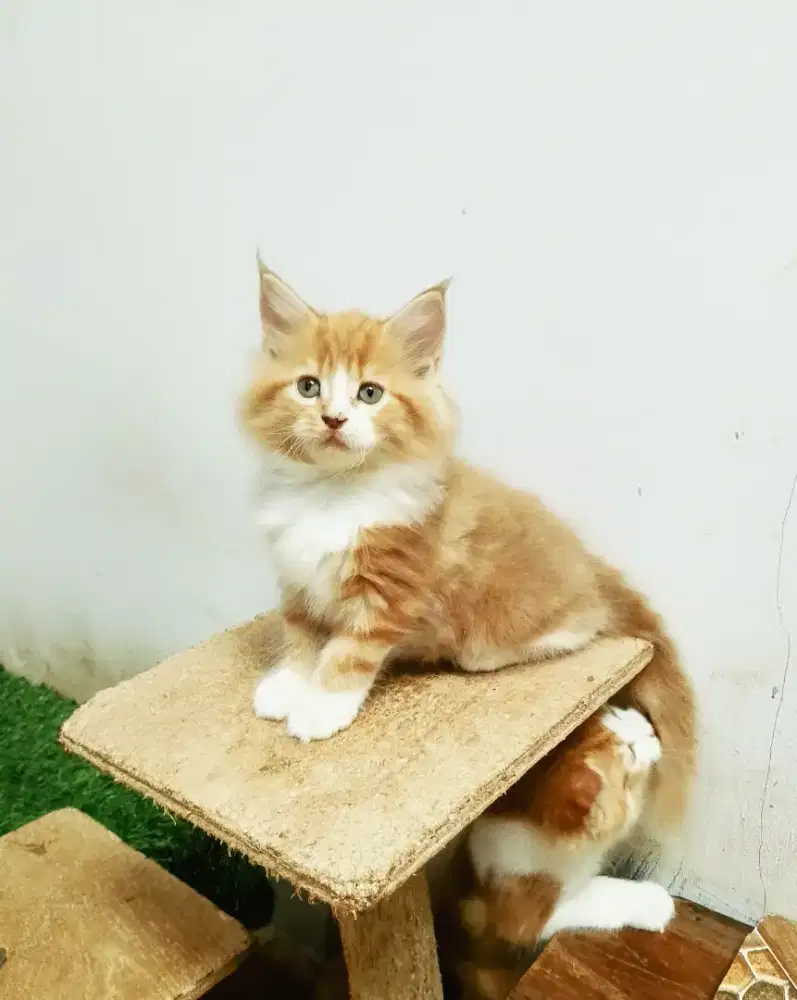 Kitten mainecoon Betina Pure. Induk ped Cfa Maine Coon