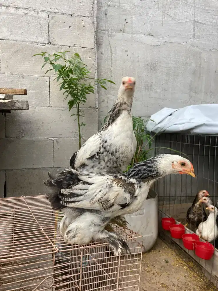 JUAL ANAKAN AYAM BRAHMA USIA 2 BULAN