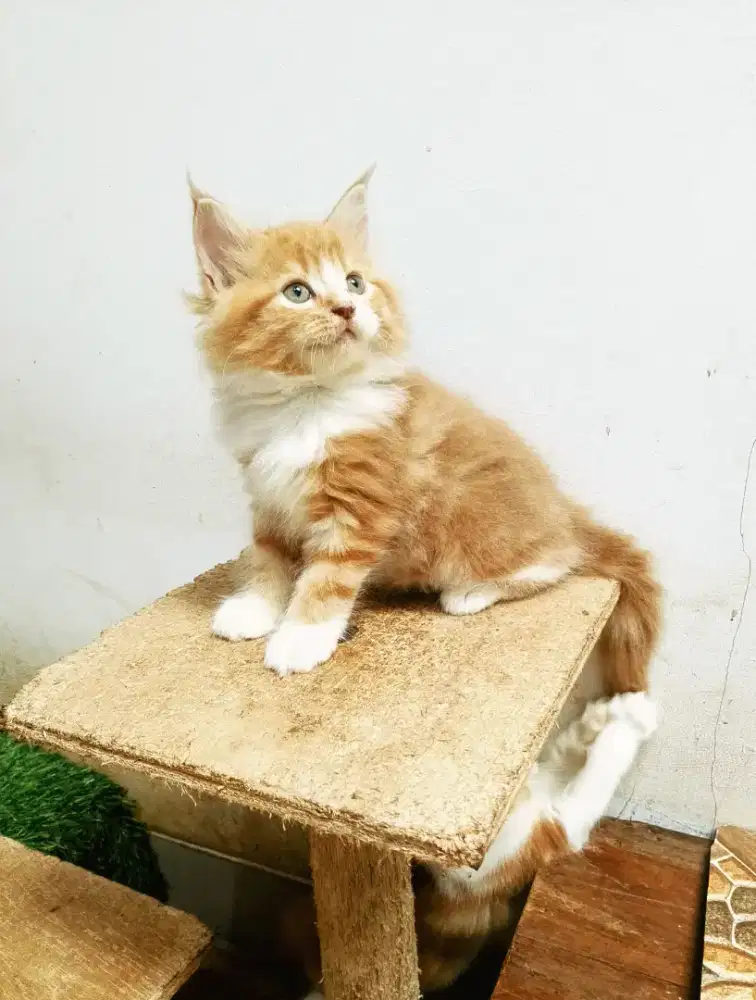 Kitten mainecoon Betina Pure No mix. Induk ped cfa maine Coon