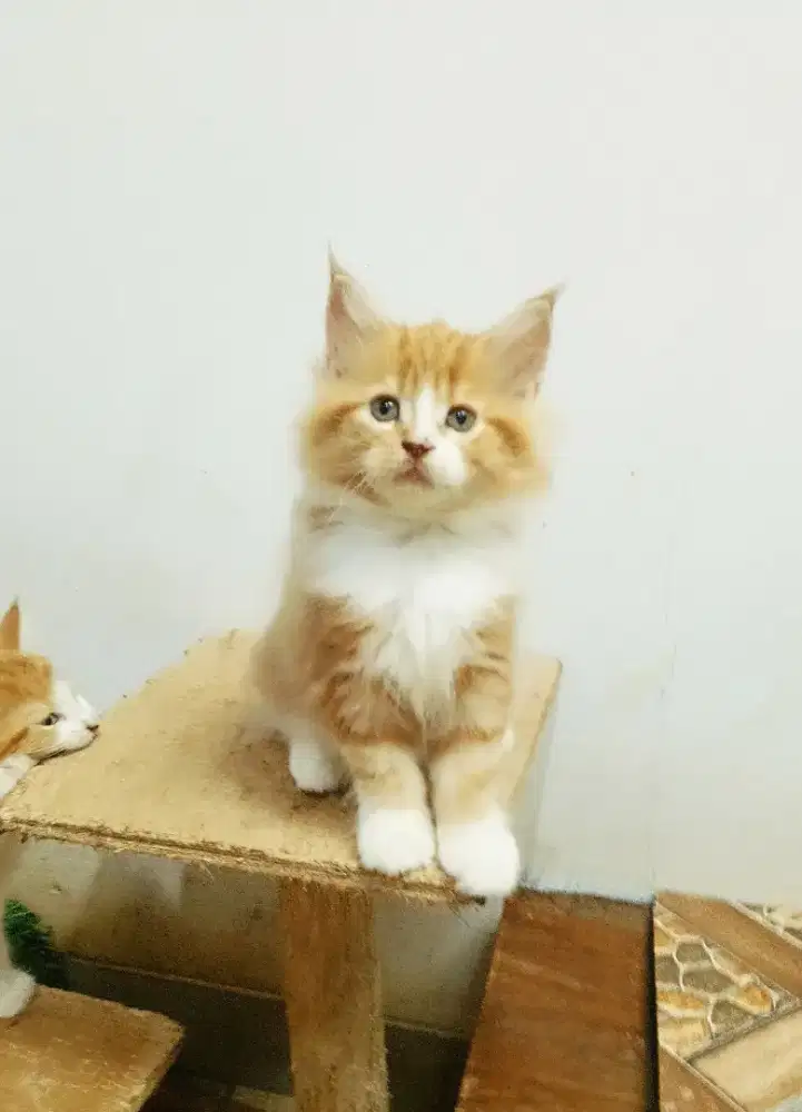 Kitten mainecoon betina pure bkn mix. Induknya ped Cfa mainecoon