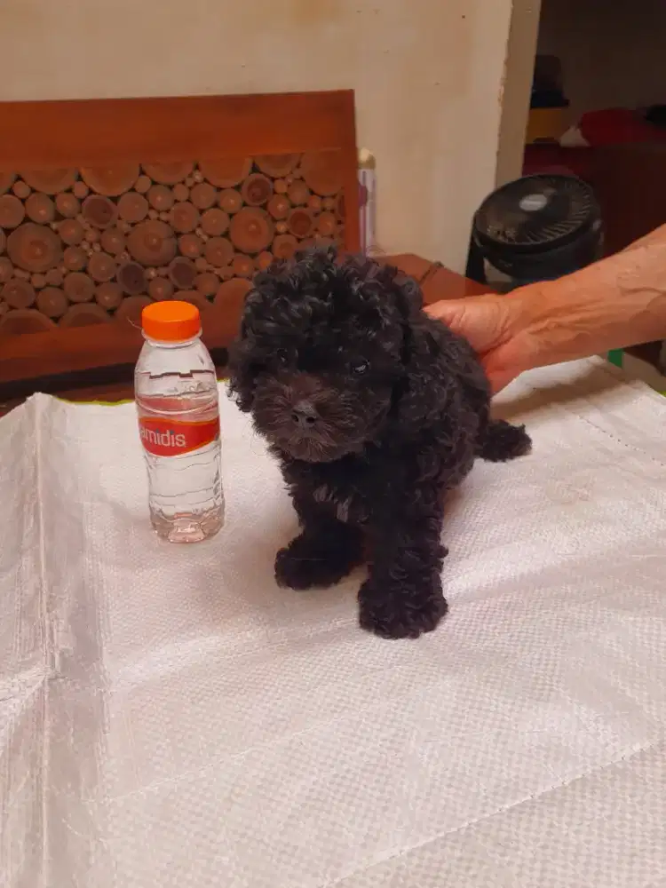 Jual Poodle Tiny Dark Silver Jantan