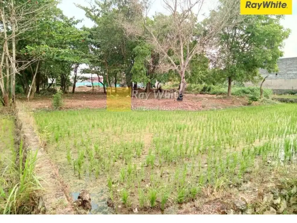 Dijual Tanah di Tanjung Senang, Bandar Lampung (Kode: AN HOL 3473)