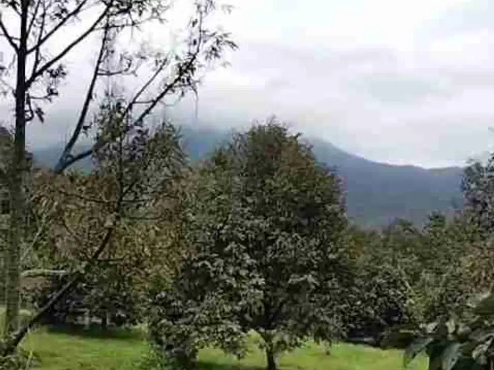 Di jual perkebunan durian produktif view gunung penanggungan jalan raya provinsi