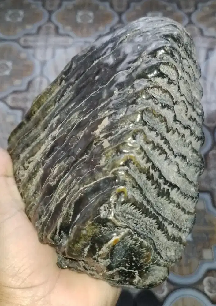 Fosil geraham ga*ah purba