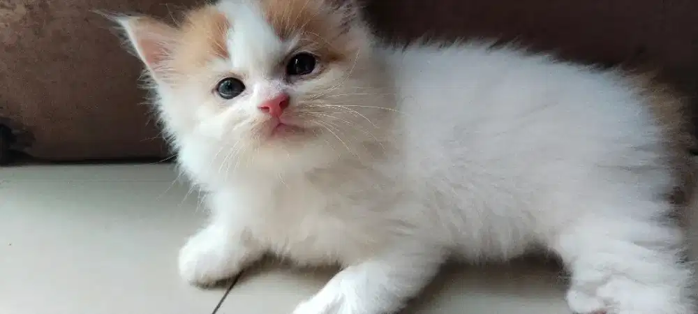 Lepas adopsi anak anggora