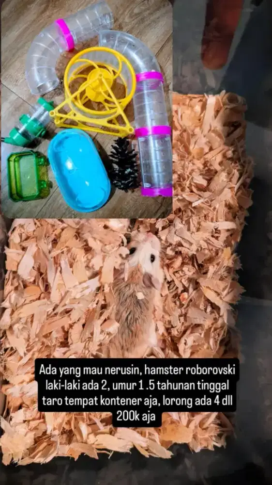 Hamster  Roborovski dan Aksesoris