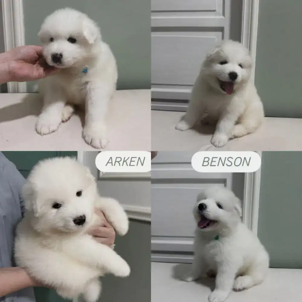 Jual Samoyed Puppies Jantan Stamboom
