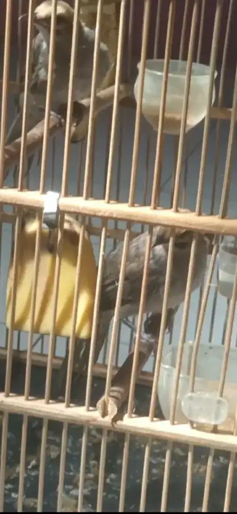 Cucak rowo sepasang anakan usia 3 bulan mandiri pur total