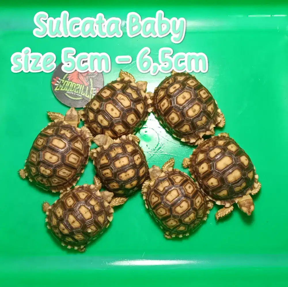 Sulcata Baby ukuran 5cm - 6,5cm