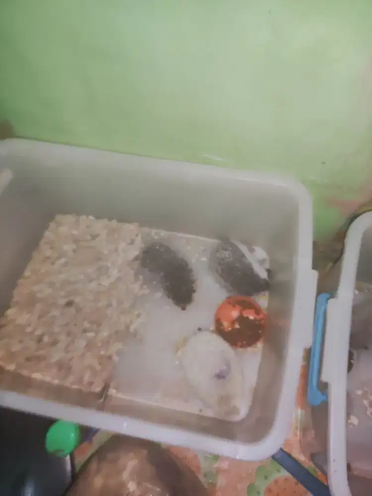 Landak mini kelamin jantan