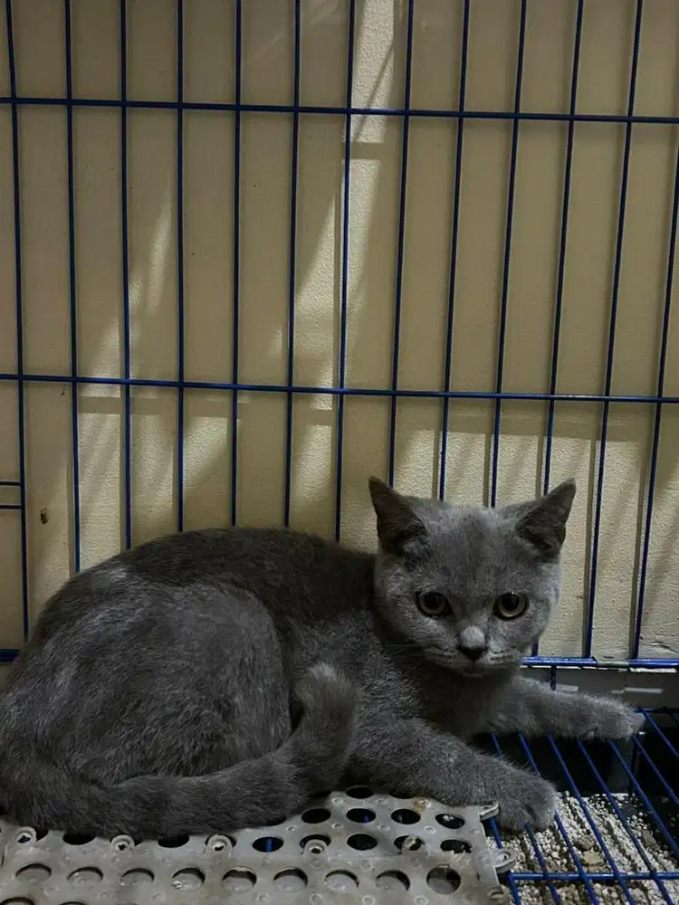 Kitten bsh betina blue solid british shorthair