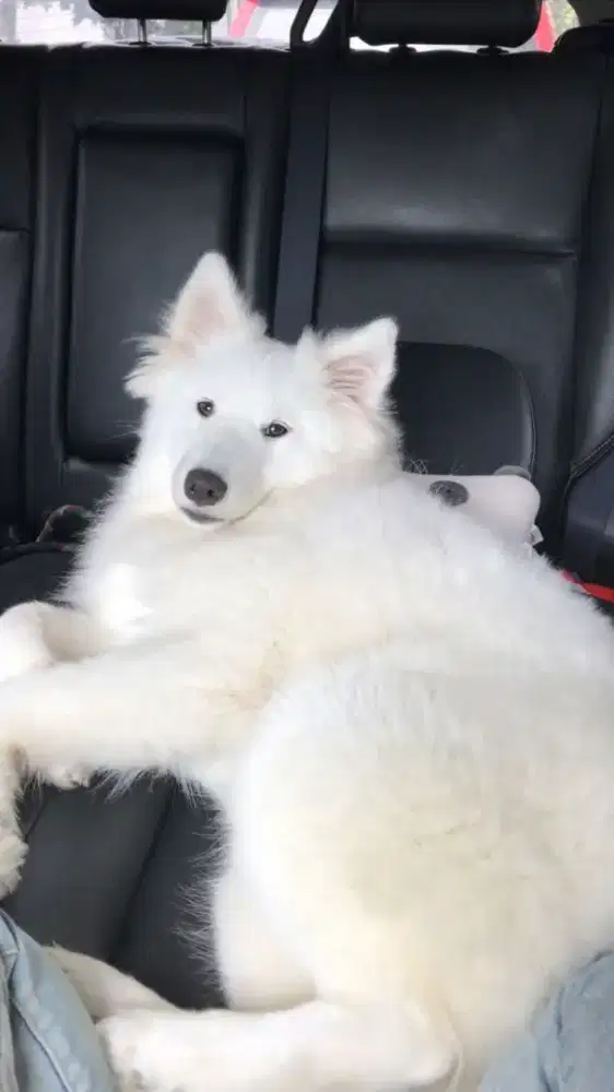 Cute Male Puppies Samoyed Stamboom Complete