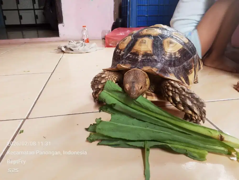Kura-kura sulcata jantan size 36cm mulus