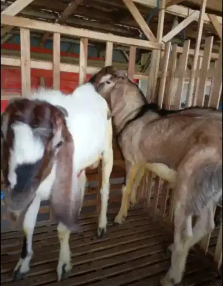 Kambing Jawa Randu