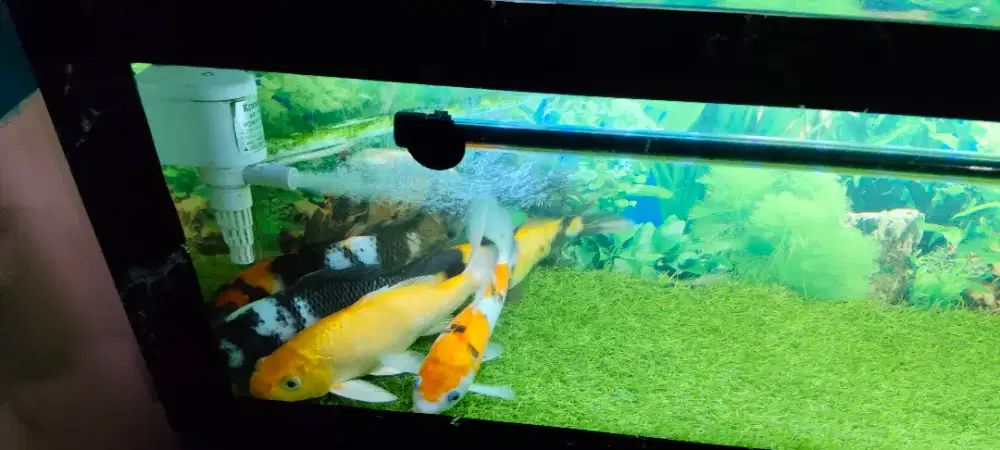 Jual paket koi lengkap aquarium
