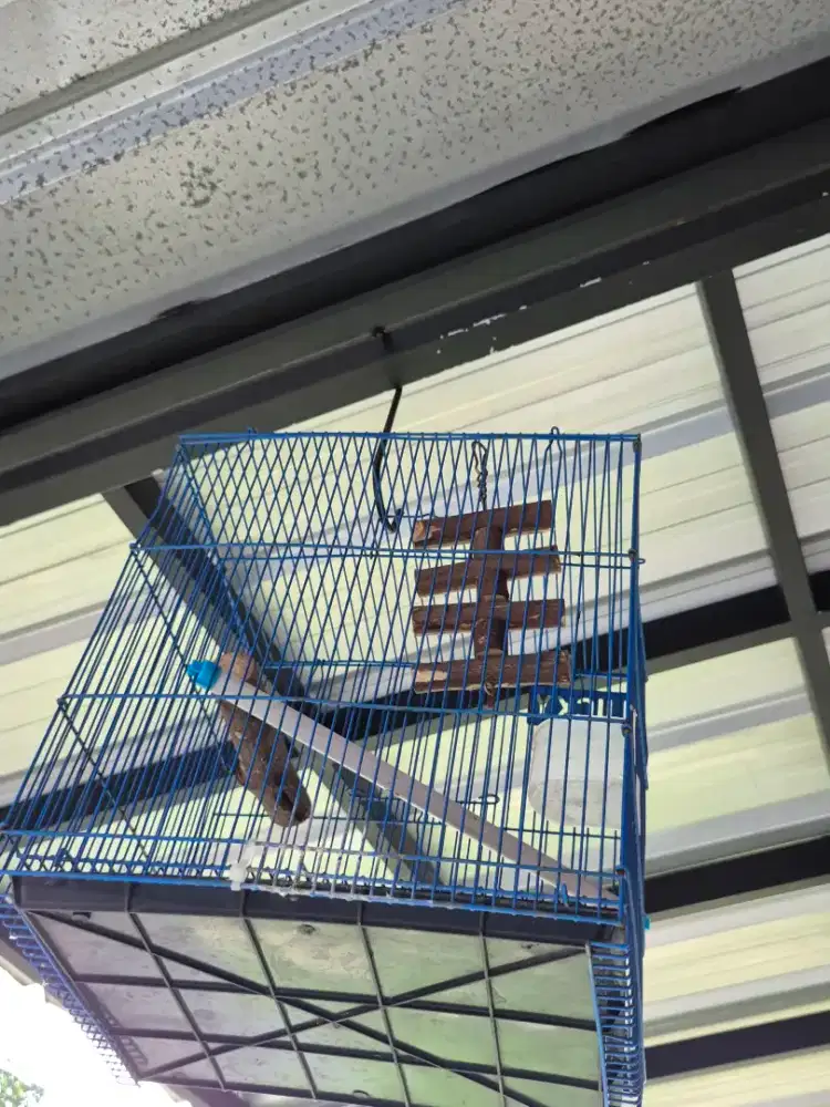 Kandang burung lovebird atau small bird