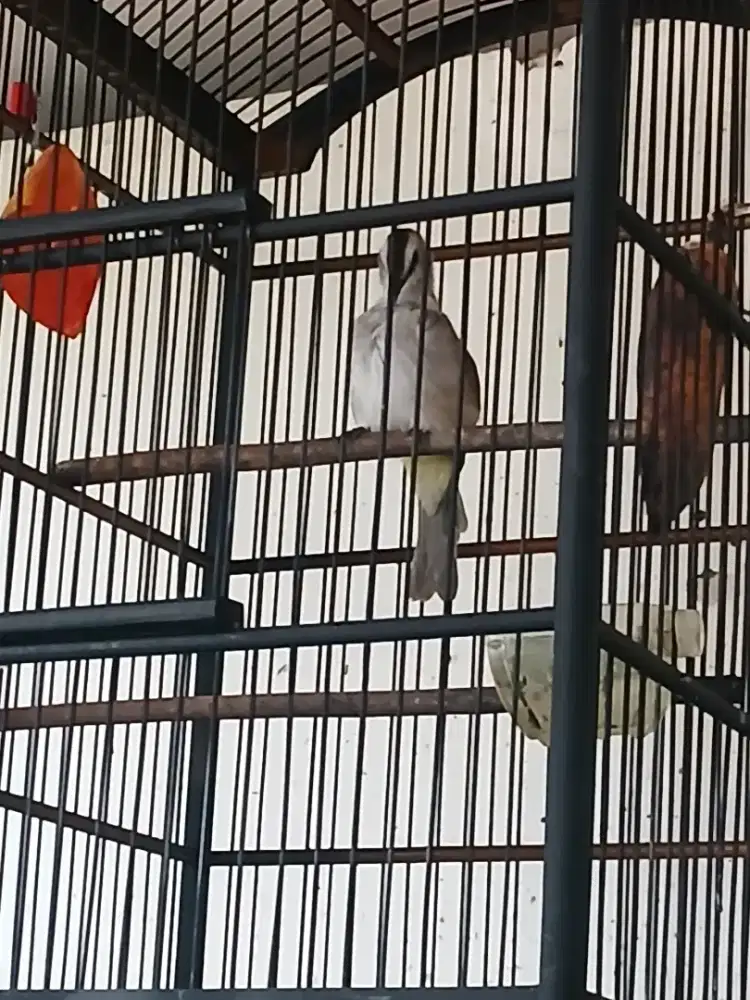 Jog2/trucukan ropel cucakrawa