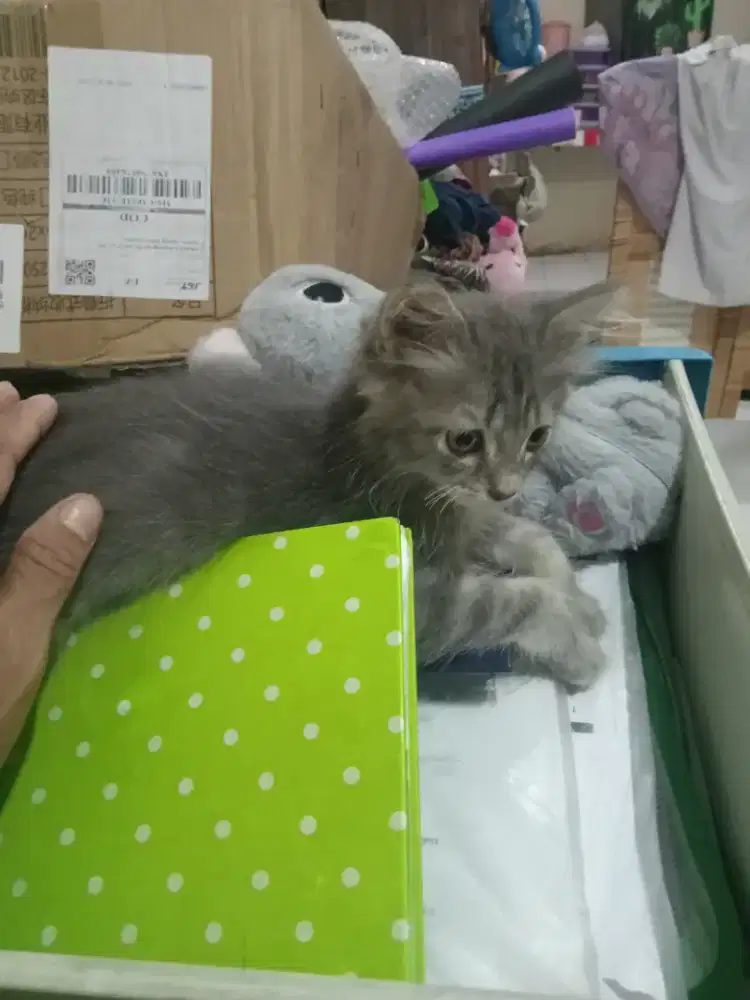 Kitten Persia mix domestik jantan