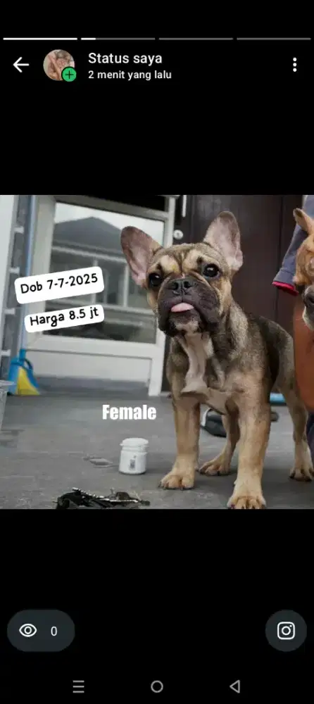 Di jual French Bulldog betina