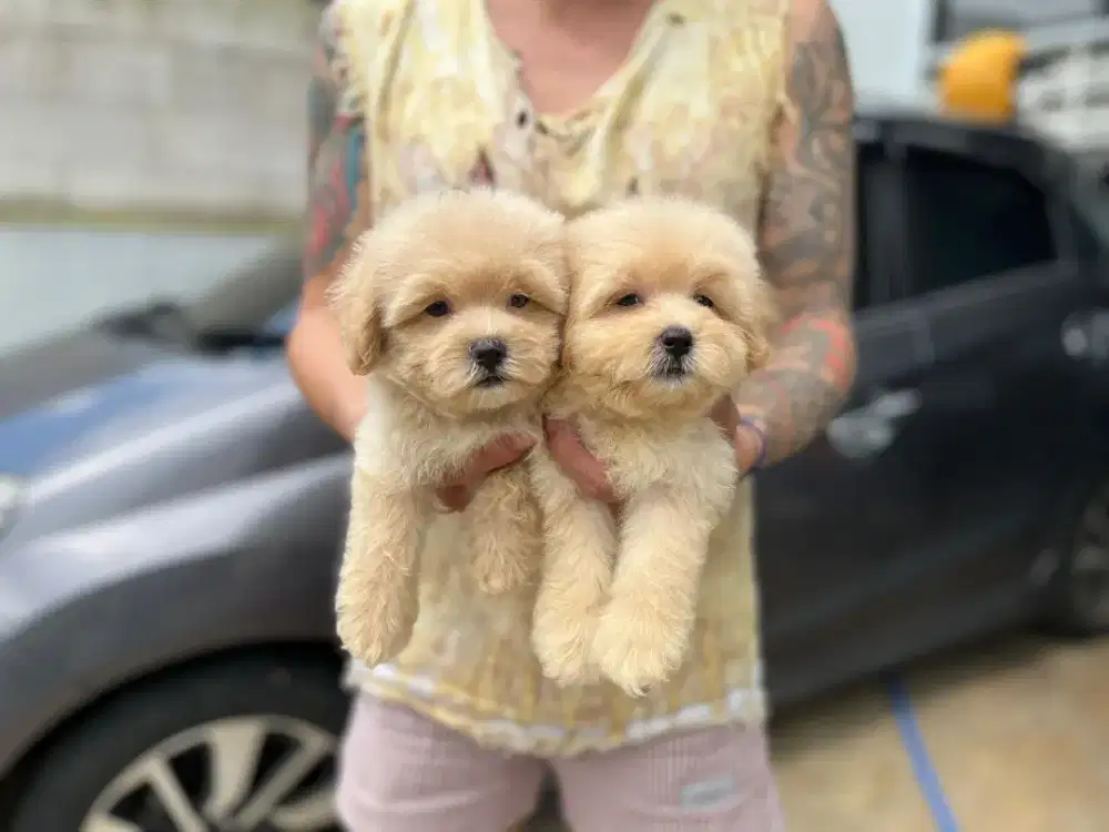 maltipo kosongan lucu