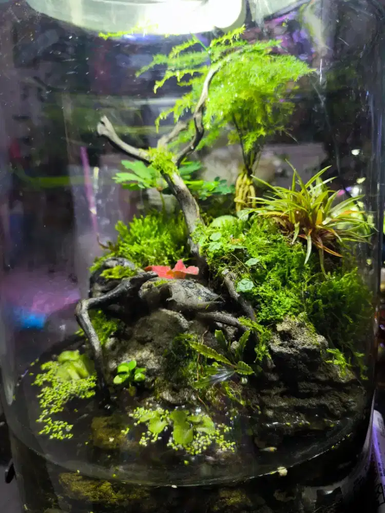 Paludarium keler kaca