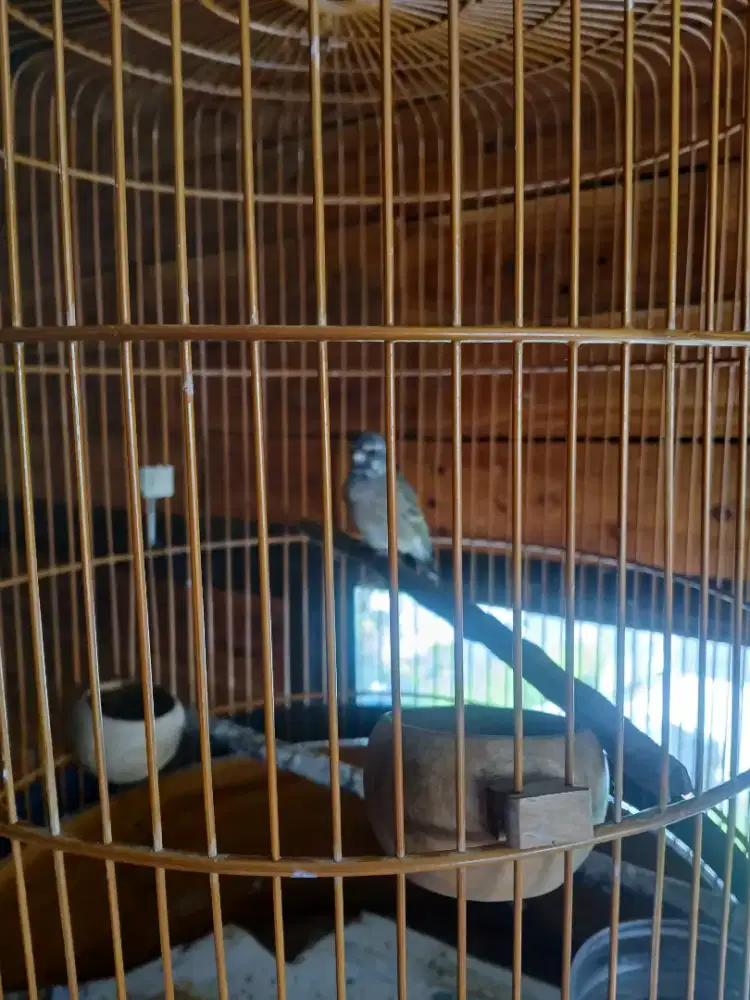 Blackthroat somarini