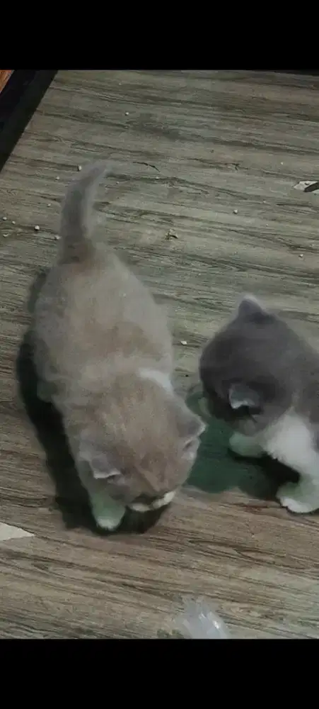 British male & female jakpus