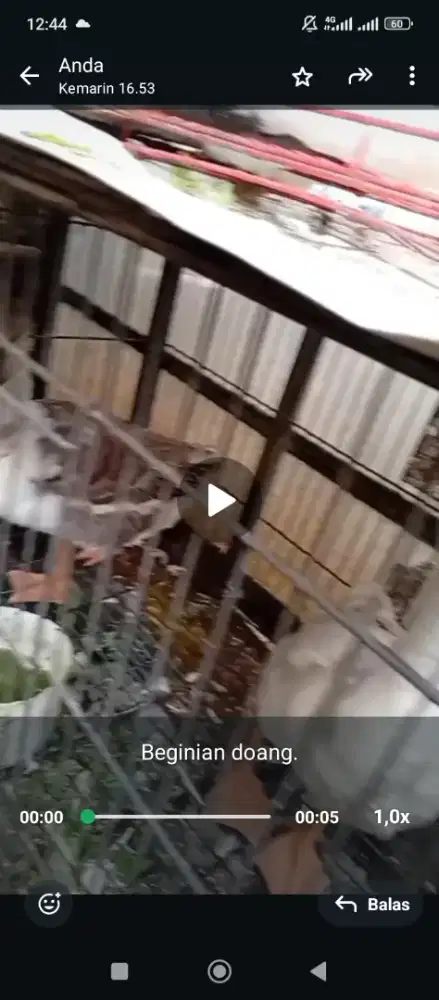 Jual ayam,soang,entok