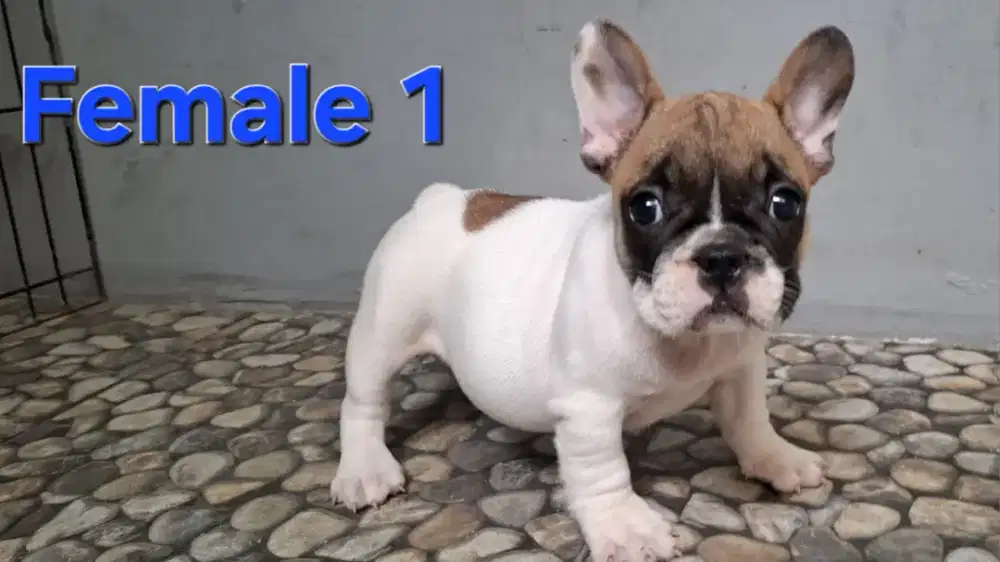 Jual anjing French Bulldog betina