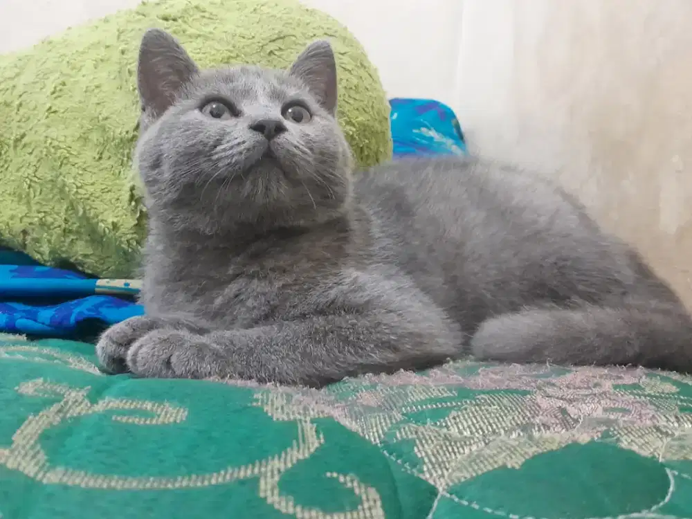 Kucing bsh betina kitten