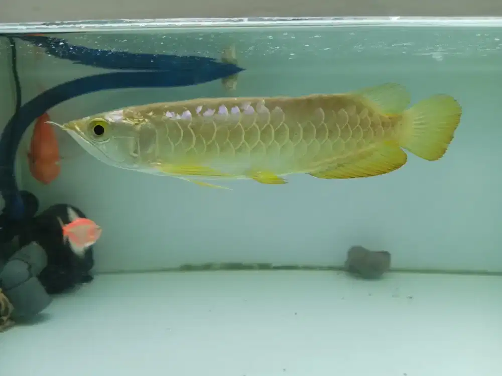 Arwana golden red bakat bluebase