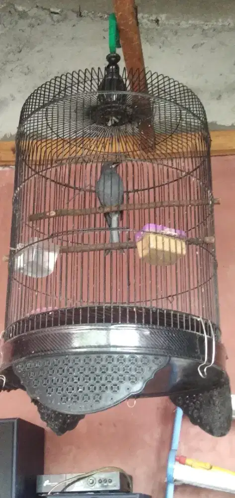 Burung Sri gunting abu gacor atas bawah