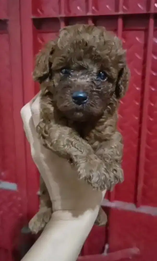 RedToy Poodle Betina