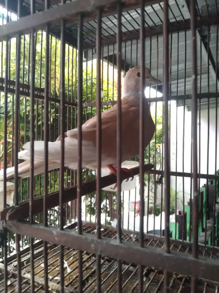 Berniaga Burung Puter