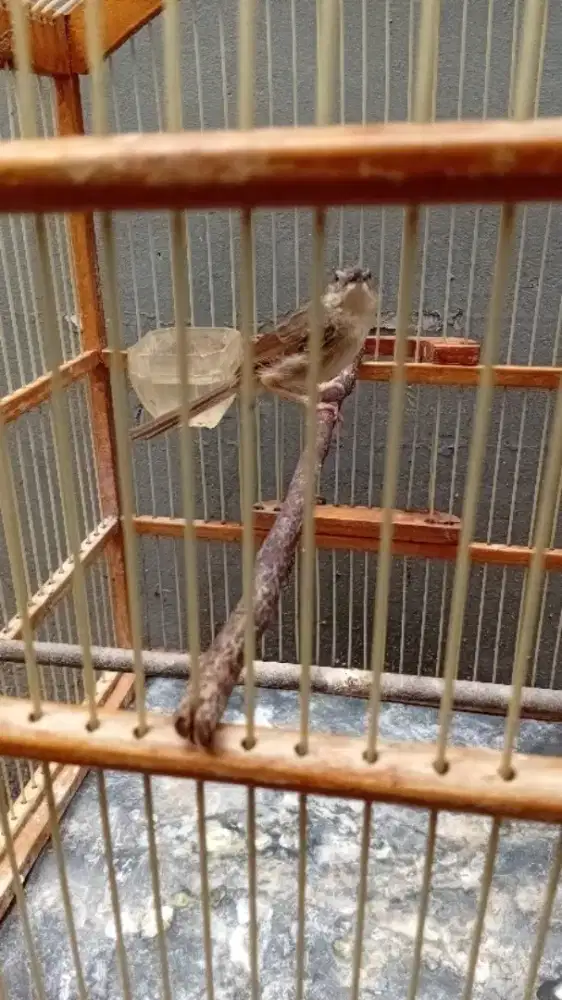 Burung ciblek gunung